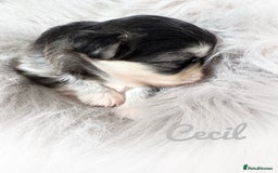 Chihuahua dogs for sale: Long coat girl and boy available  - Image 14