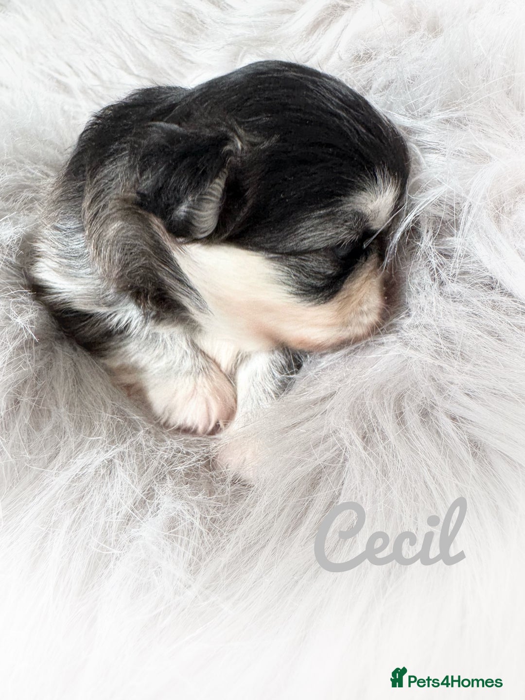 Chihuahua dogs for sale: Long coat girl and boy available  - Image 14