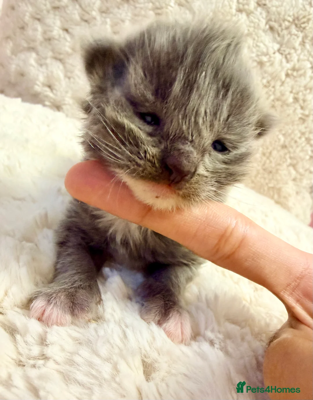 Siberian cats for sale: ✨ Stunning Siberian Neva Masquerade Kittens ✨ - Advert 9