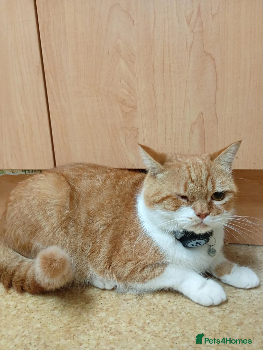 Mixed Breed cats for sale: FREE Pairs Kittens& cats spayed chipped - Advert 2