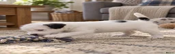 Parson Russell dogs for sale: Quality Parson Russell Puppies - Advert 2