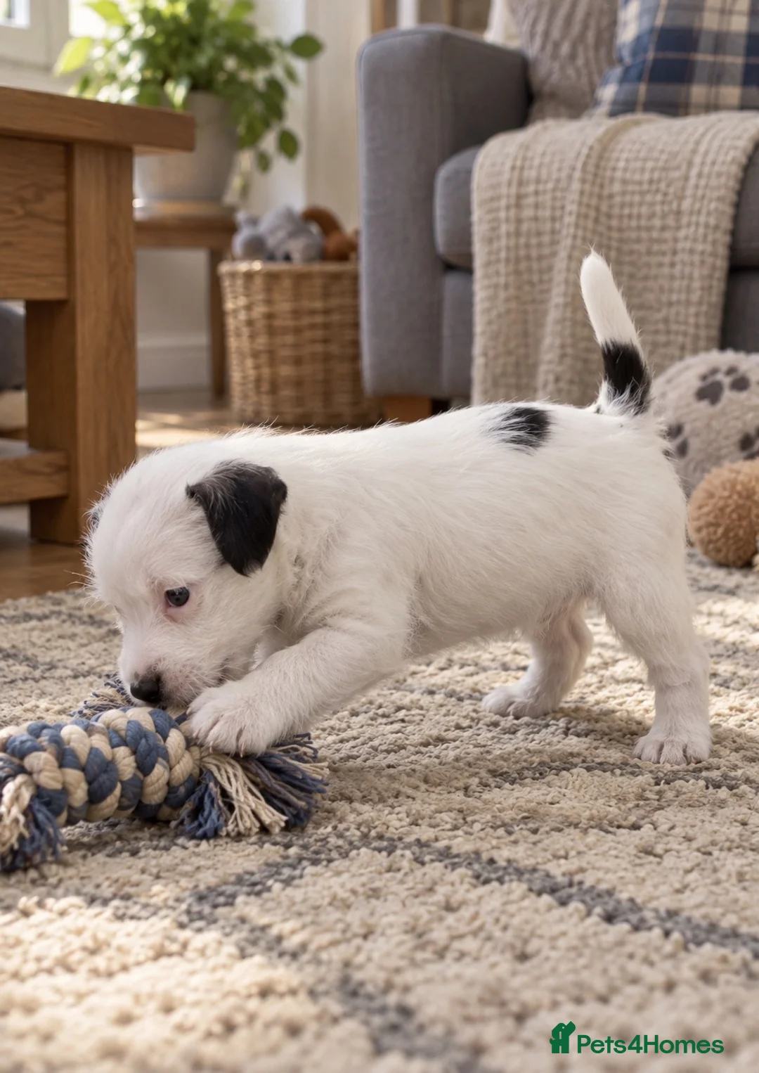 Parson Russell dogs for sale: Quality Parson Russell Puppies - Advert 2