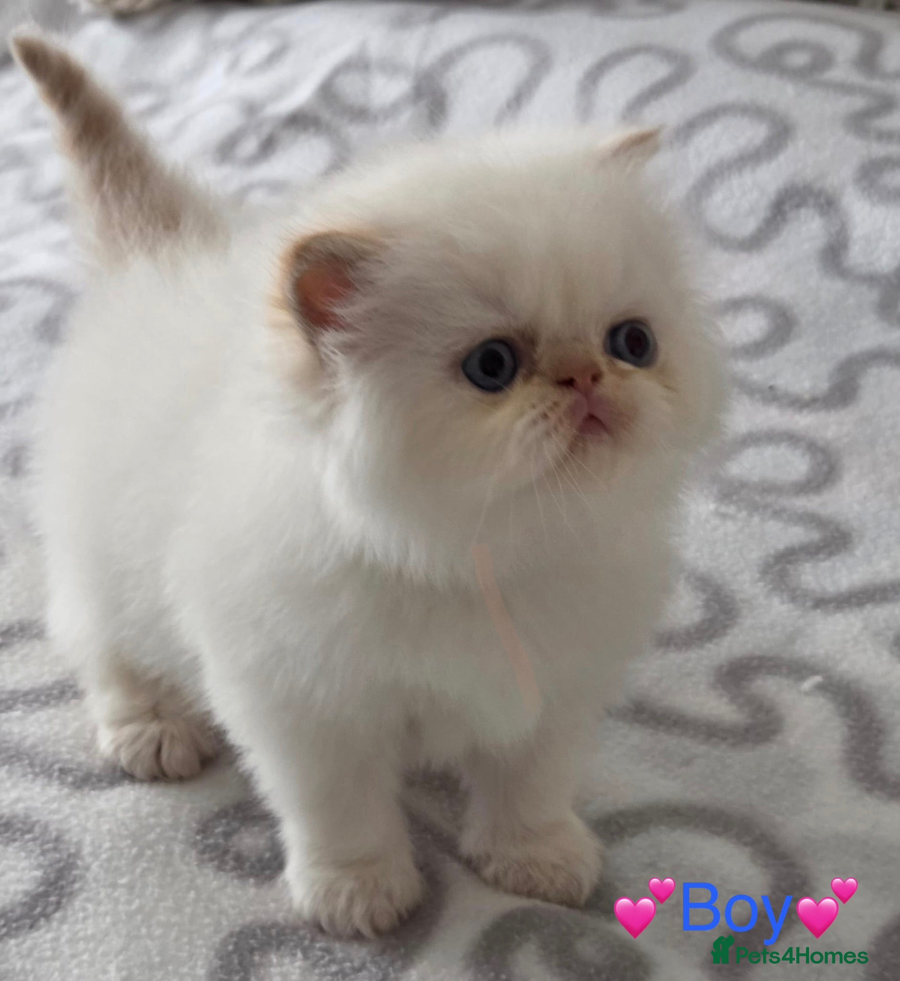 Persian cats ✨ Stunning Persian Kittens – 1 Girl & 2 Boys ✨ - Advert 2