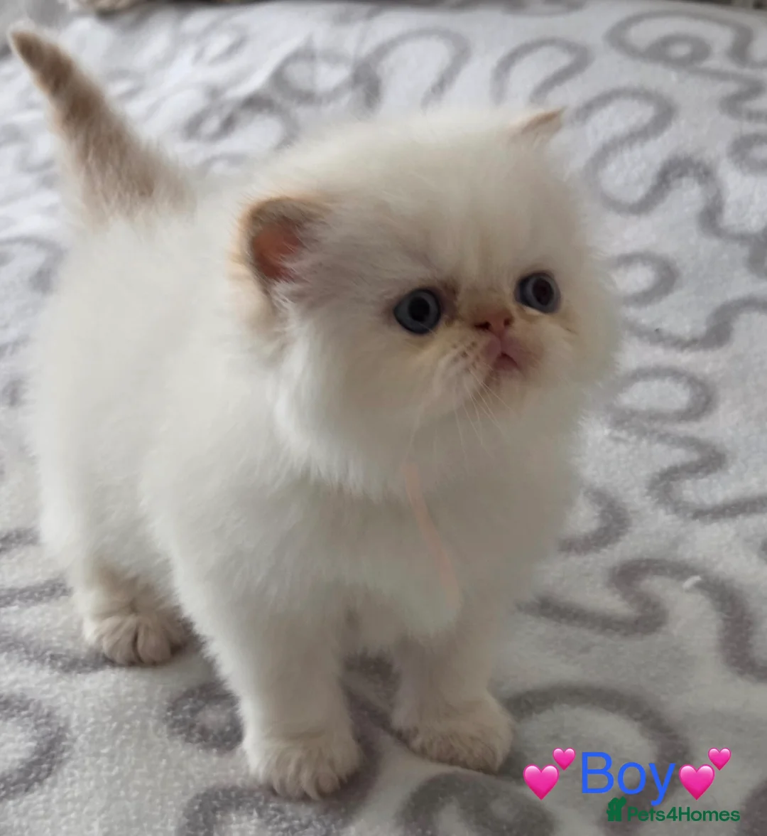 Persian cats for sale: ✨ Stunning Persian Kittens – 1 Girl & 2 Boys ✨ - Advert 2