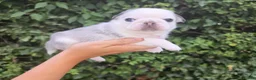 Pug dogs for sale: Royal Blue Litter - Exclusive Showline  - Advert 4