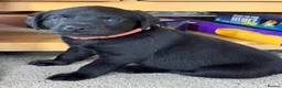 Labrador Retriever dogs for sale: Gorgeous Working Labrador Pups in Crewkerne - Advert 17