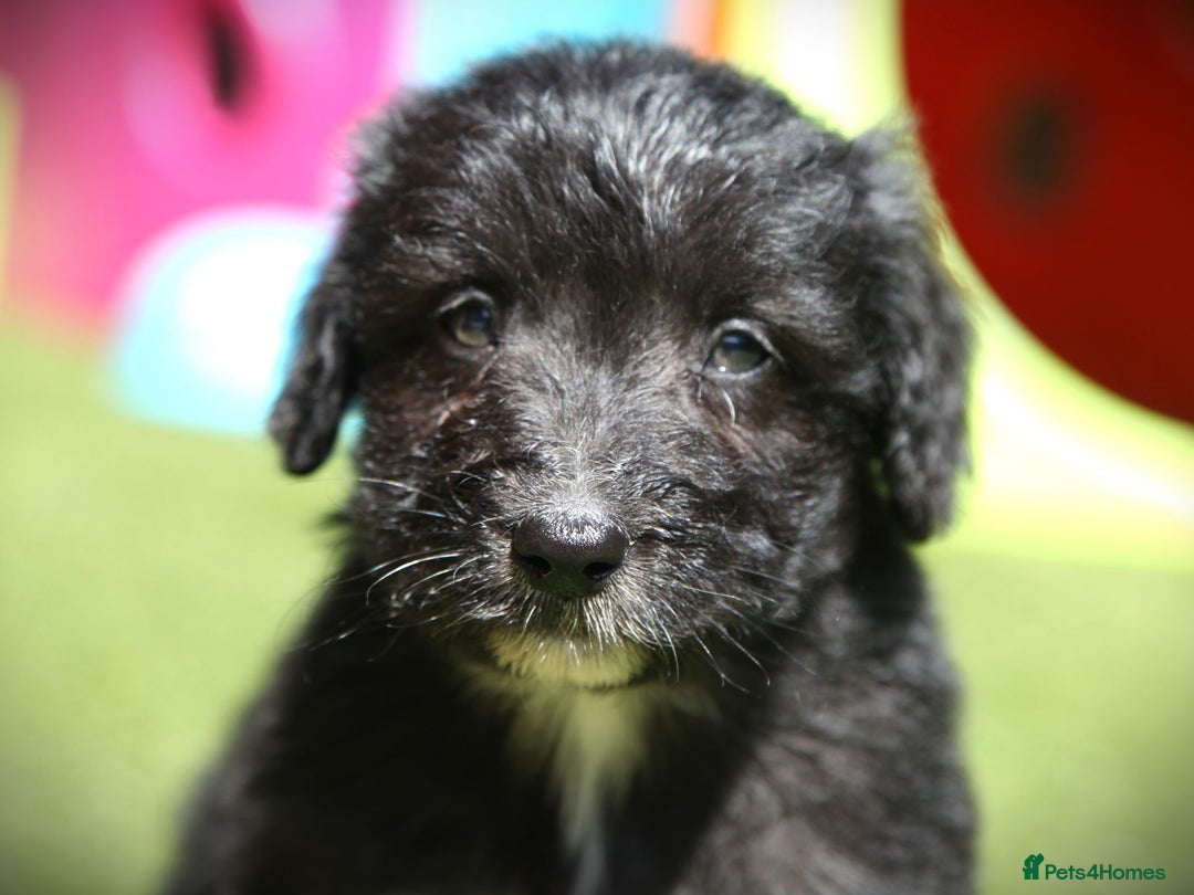 Bordoodle dogs for sale: Bordoodles Raised Right ✨ - Image 11