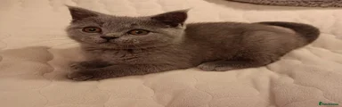 British Shorthair 1