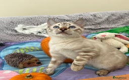 Bengal cats for sale: OUTSTANDING TICA reg BENGAL KITTENS - Image 1