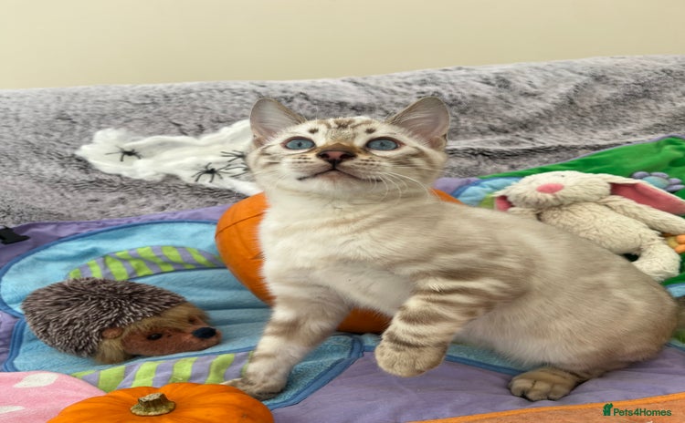 Bengal cats - Advert 6