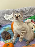 Bengal cats - Advert 1