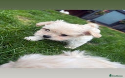 Mixed Breed dogs for sale: beautiful baby Lhatese puppys - Advert 10