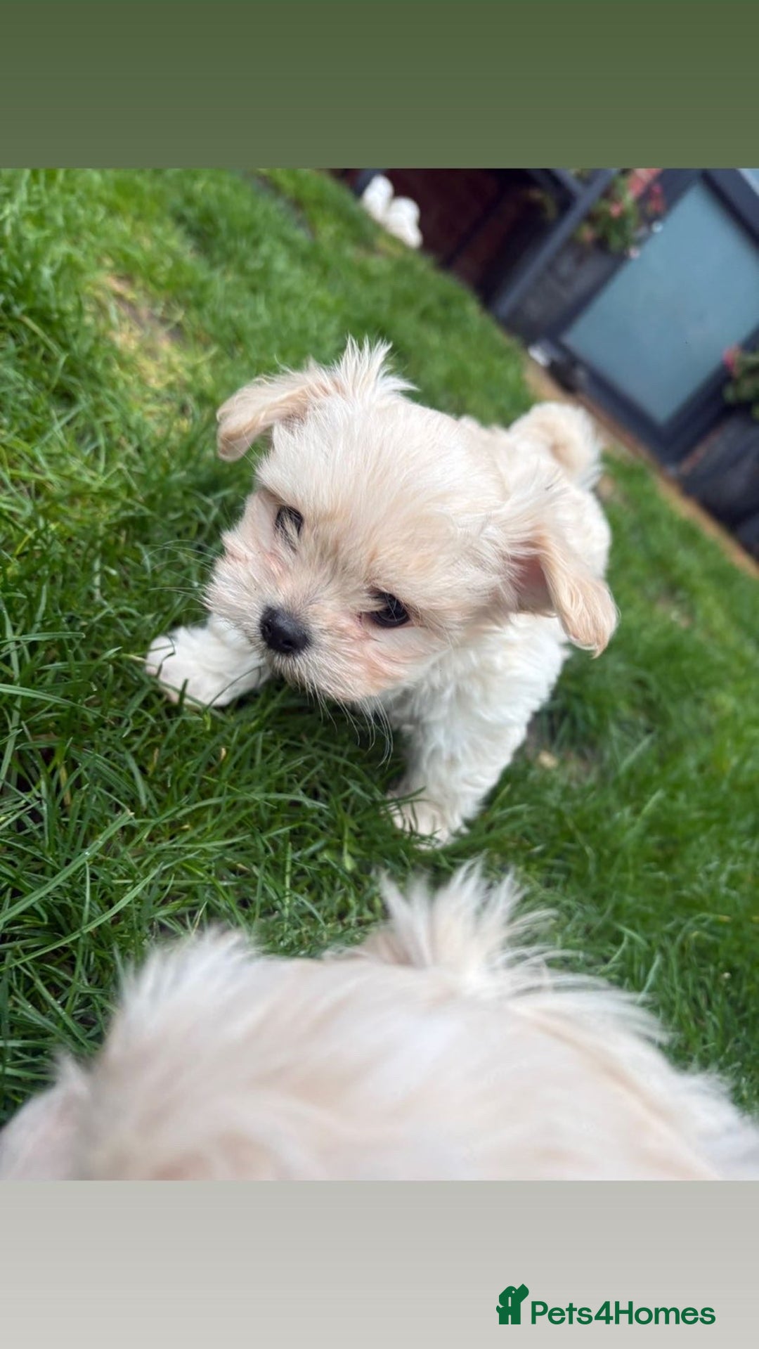 Mixed Breed dogs for sale: beautiful baby Lhatese puppys - Advert 10