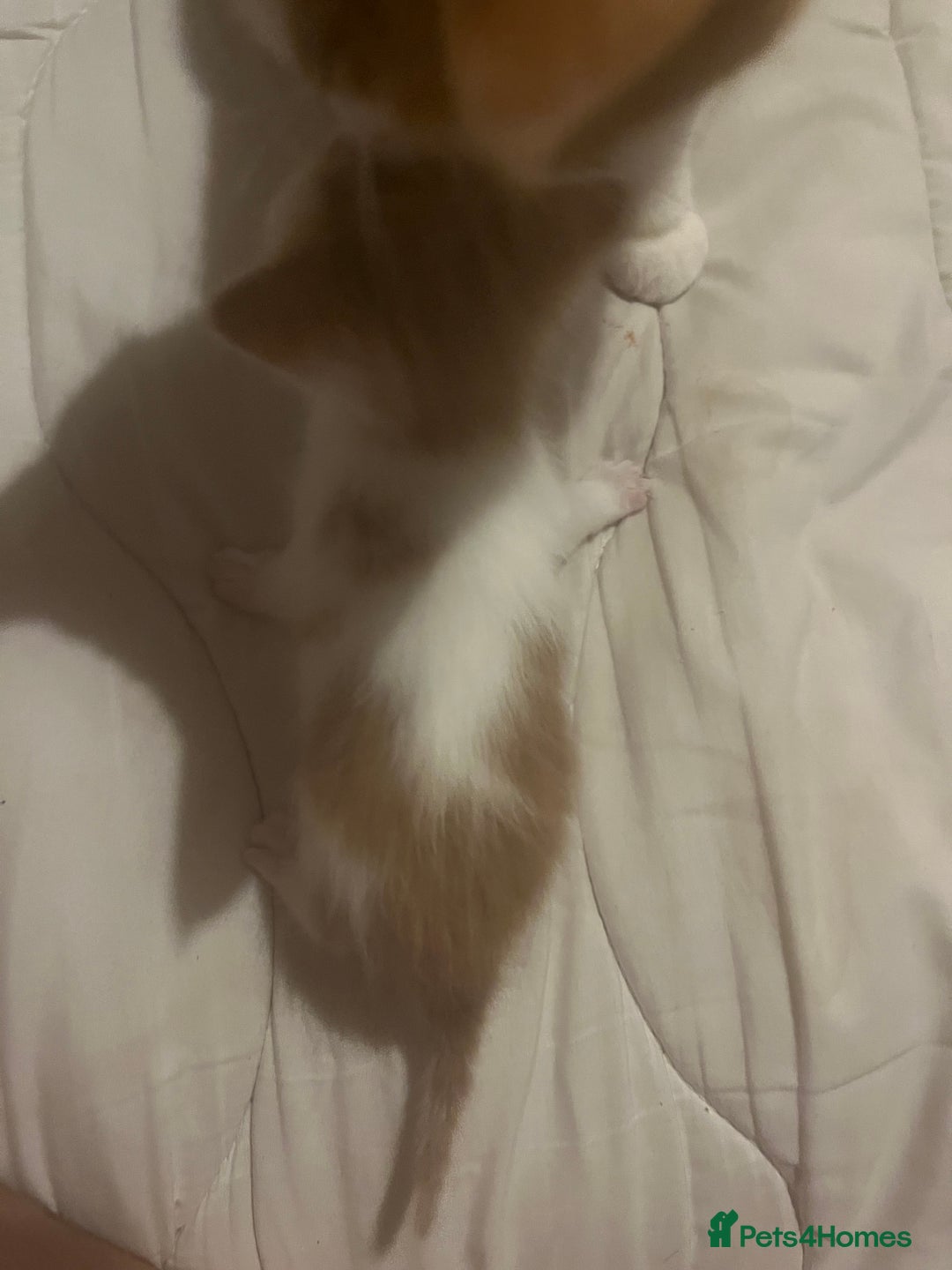 Mixed Breed cats for sale: Ginger tabby cats - Advert 12