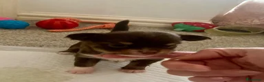 Chihuahua 3