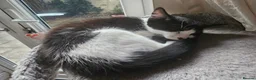 British Shorthair cats for sale: 2 Female Black and White kittens - Advert 4