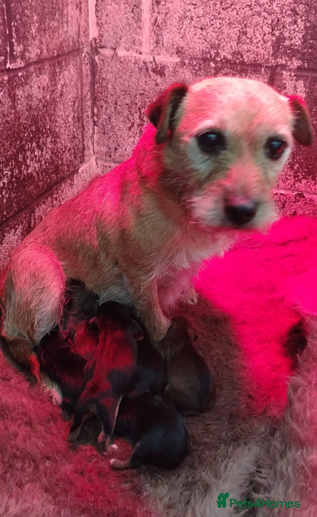 Mixed Breed dogs for sale: Charming Litter of Border Lakeland Puppies - Advert 4