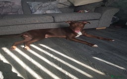 Mixed Breed dogs for sale: Xl,staffy,collie mix boy 7 months - Image 12