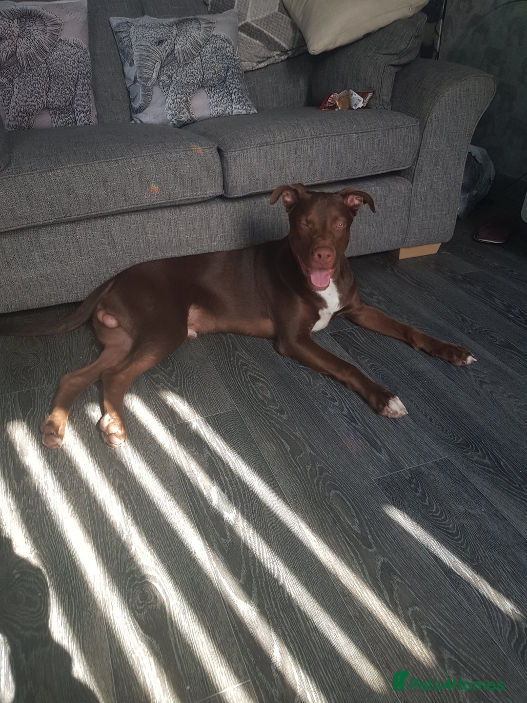 Mixed Breed dogs for sale: Xl,staffy,collie mix boy 7 months - Image 12