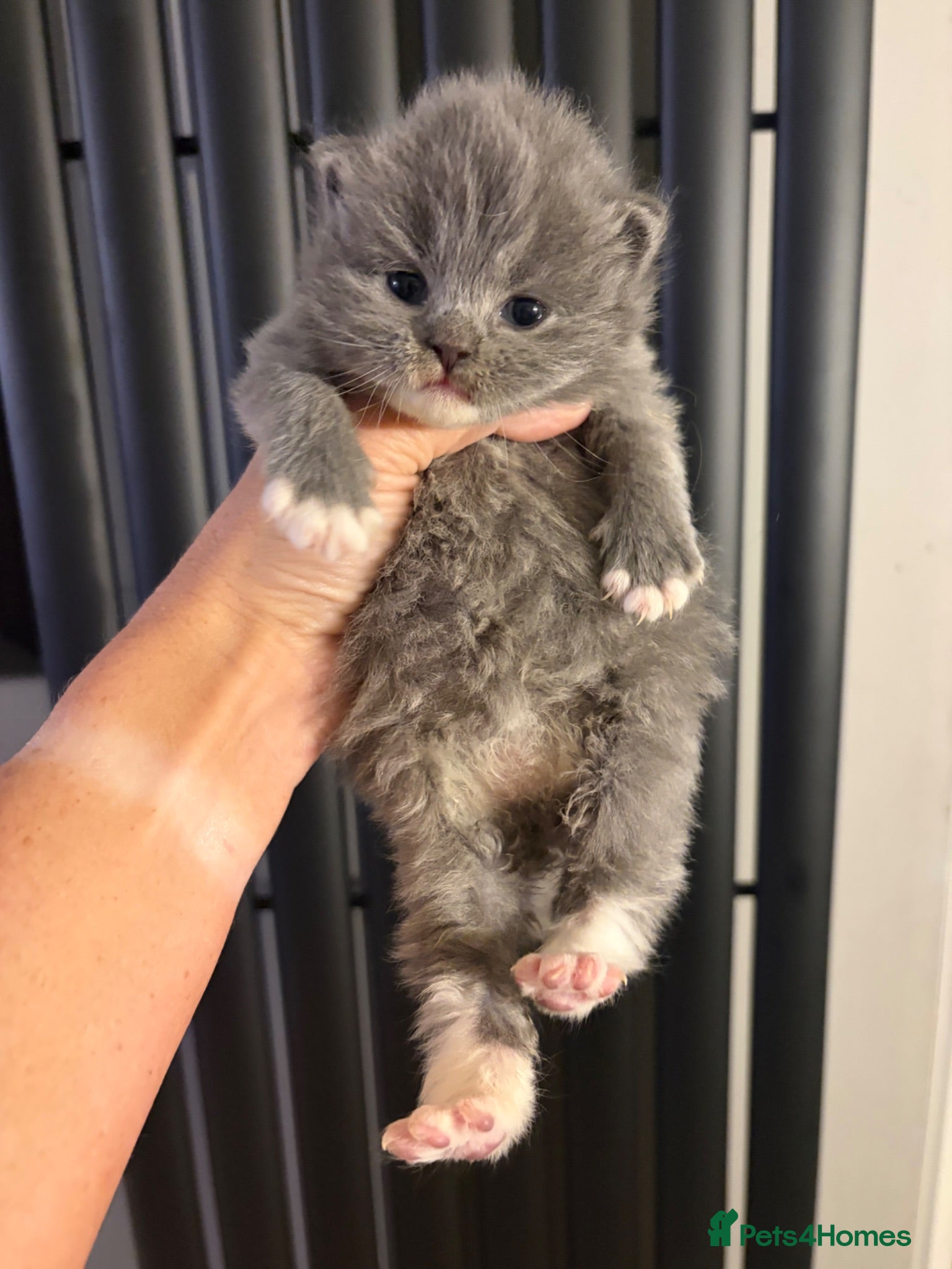 British Shorthair cats Exceptional kittens available to reserve  - Advert 5