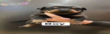 Rottweiler 1