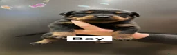 Rottweiler dogs for sale: Rottweiler puppies  - Advert 3