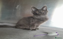 Maine Coon cats for sale: solid boys polydact maine coon  - Image 5