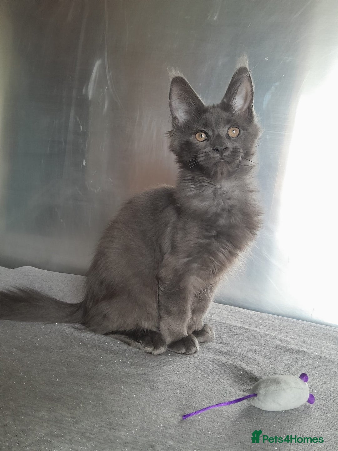 Maine Coon cats for sale: solid boys polydact maine coon  - Image 5