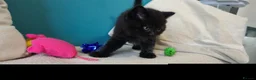 British Shorthair cats for sale: Beautiful Black BSH Kittens £995 GCCF ready 18/9 - Advert 16
