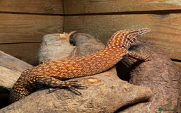 Monitor reptiles for sale: RED ACKIE MONITOR FOR SALE  - Image 1