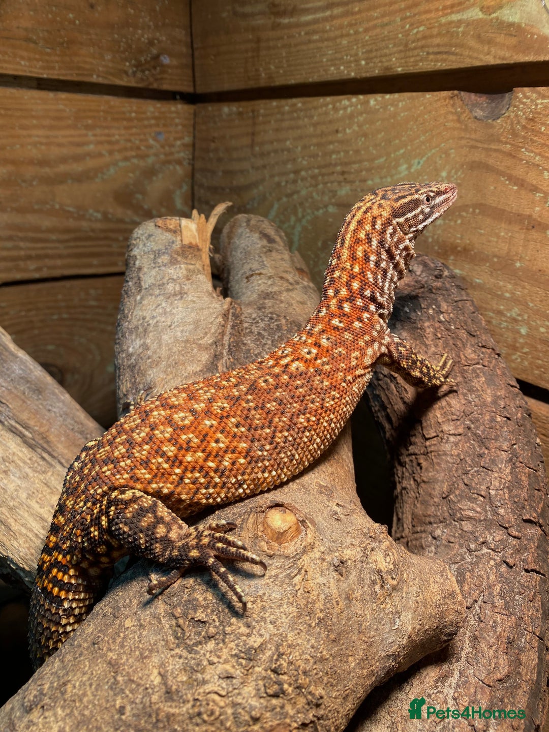 Monitor reptiles for sale: RED ACKIE MONITOR FOR SALE  - Image 1