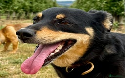 German Shepherd dogs for adoption: Gatto  in West Malling - Image 2