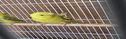 Budgerigars birds for sale: Hago Helicopter Baby Budgies - Advert 4