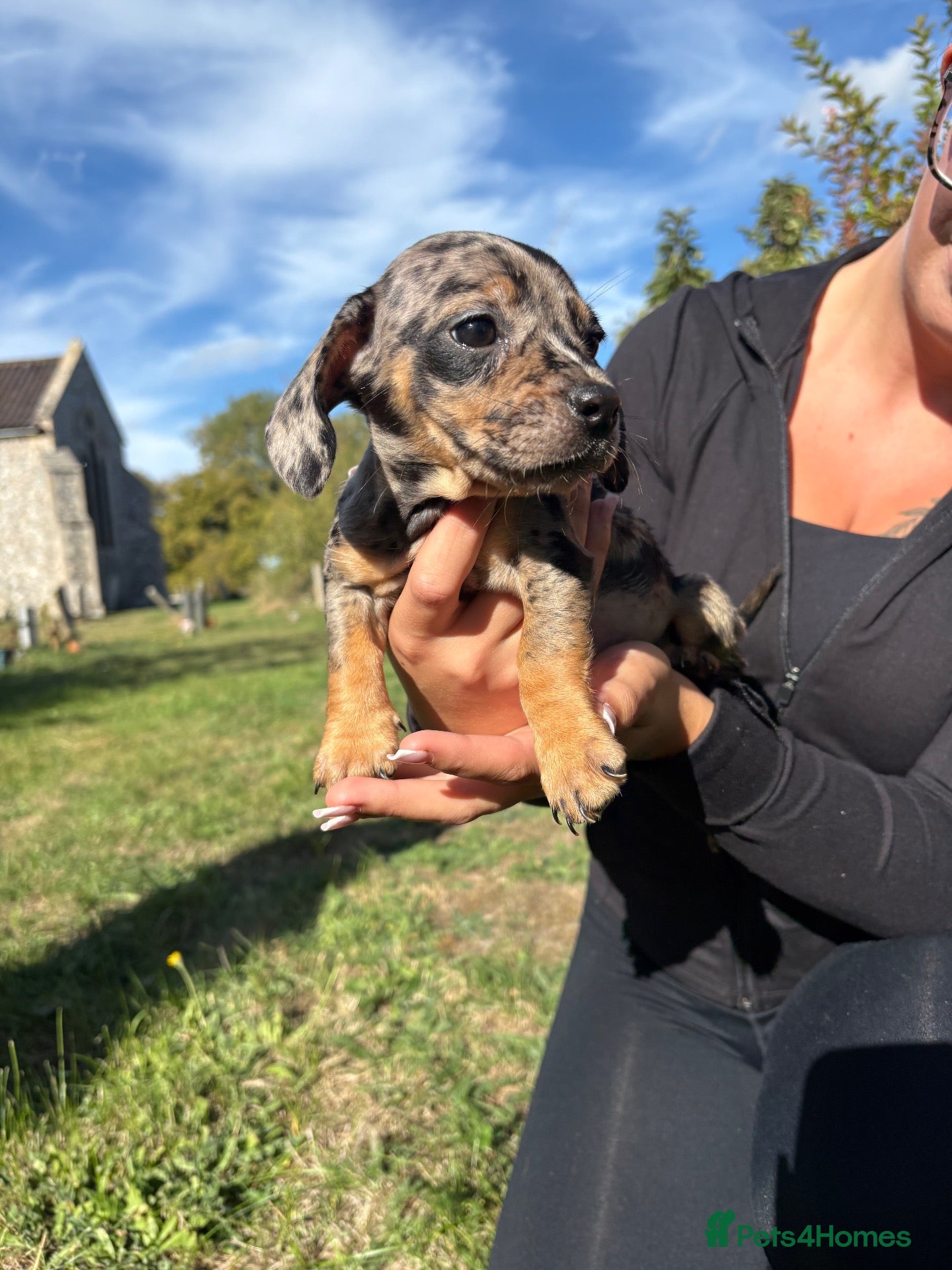 Mixed Breed dogs 2 gorgeous girls READY NOW - Advert 5