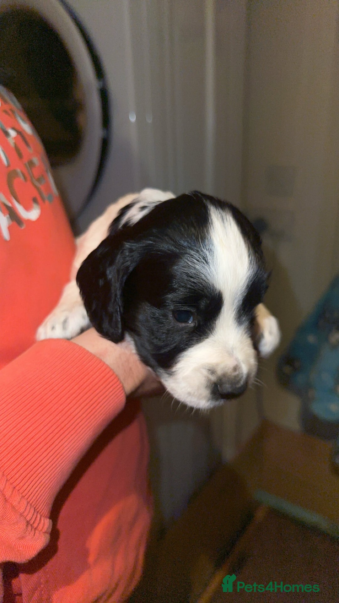 Cocker Spaniel dogs for sale: Working cocker spaniel puppies for sale - Advert 5