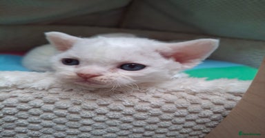 Devon Rex cats - Advert 7