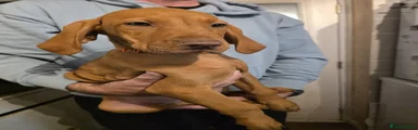 Hungarian Vizsla - Orange
