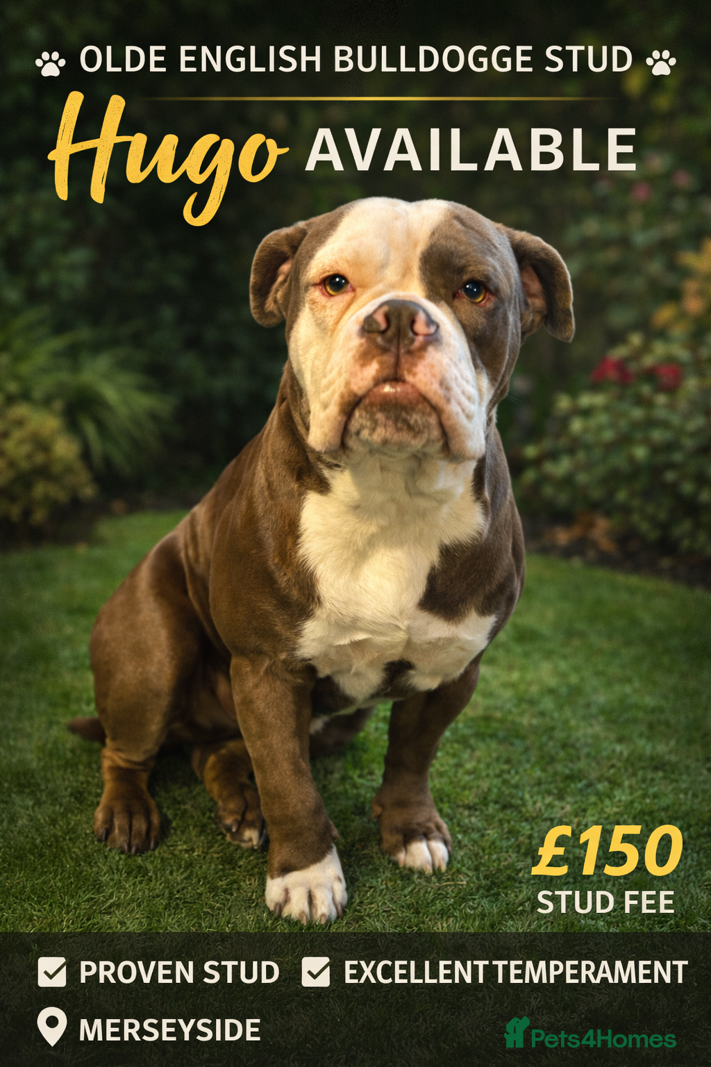 Olde English Bulldogge dogs Olde English bulldogge for stud  - Advert 5