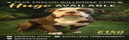 Olde English Bulldogge dogs for stud: Olde English bulldogge for stud  - Advert 1