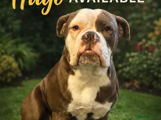 Olde English Bulldogge dogs Olde English bulldogge for stud - Advert 5