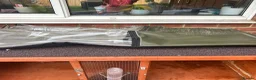 Mixed Breed rabbits for sale: Rabbits for sale in Hampton - Advert 9