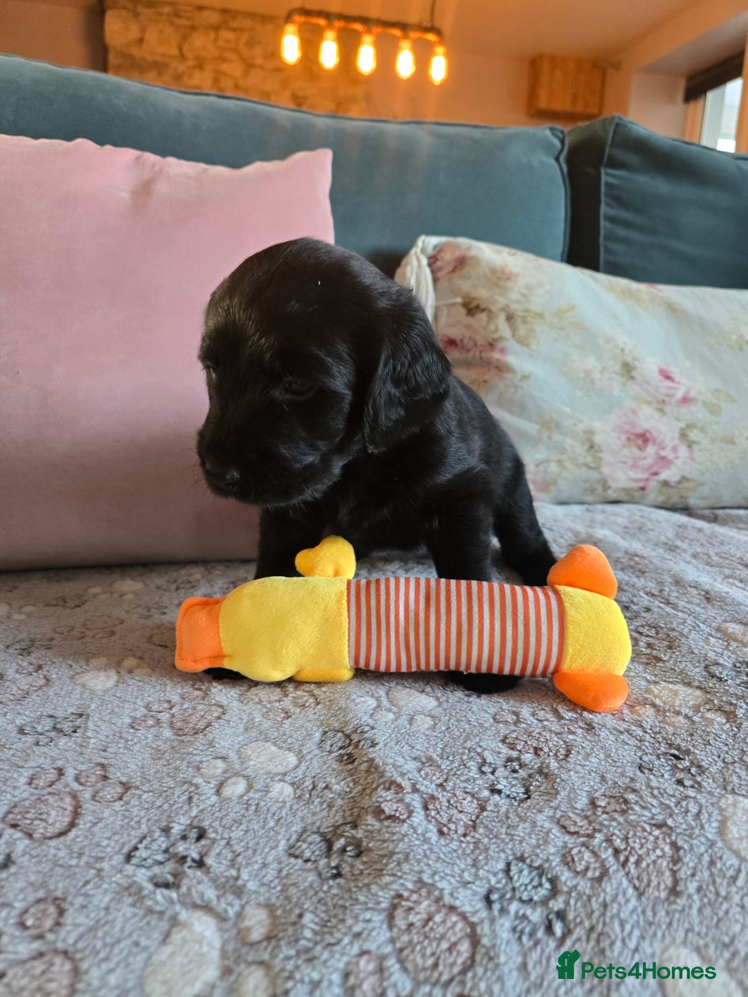 Labradoodle dogs for sale: Only one gorgeous girl left - Advert 8