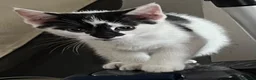 Mixed Breed cats for sale: 6 kittens for sale  - Advert 9