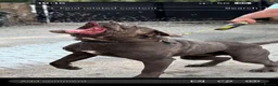 Cane Corso dogs for sale: Cane Corso Puppies – 2 Males & 4 Females in Bradford - Advert 4