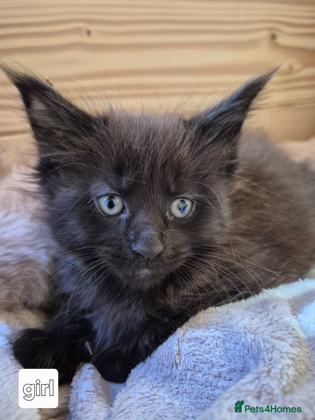 Maine Coon cats for sale: Mein Con - Advert 20