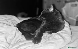 Bombay cats for sale: Black male cat - Image 5