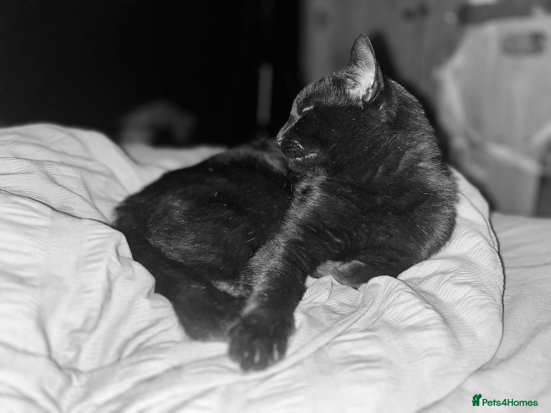 Bombay cats for sale: Black male cat - Image 5