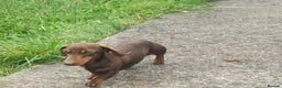 Miniature Dachshund dogs for stud: TINY KC REG HEREDITARY PRA CLEAR PROVEN in Pontefract - Advert 5