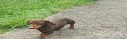 Miniature Dachshund dogs for stud: TINY KC REG HEREDITARY PRA CLEAR PROVEN in Pontefract - Advert 5