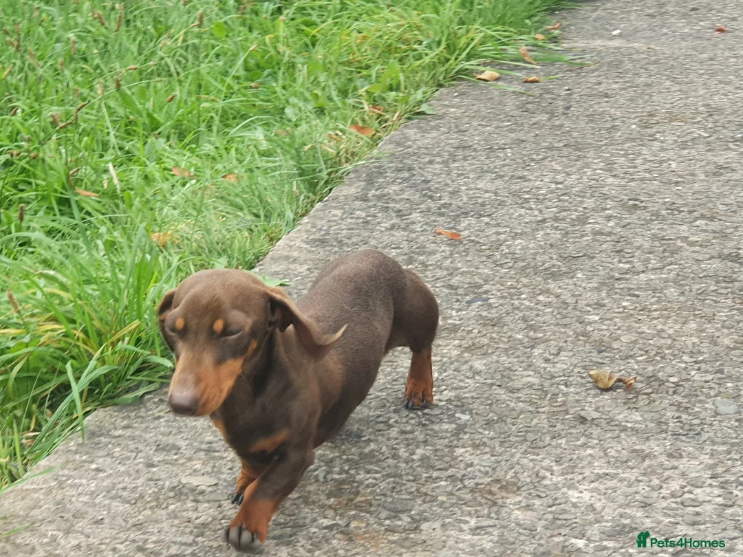 Miniature Dachshund dogs for stud: TINY KC REG HEREDITARY PRA CLEAR PROVEN in Pontefract - Advert 5